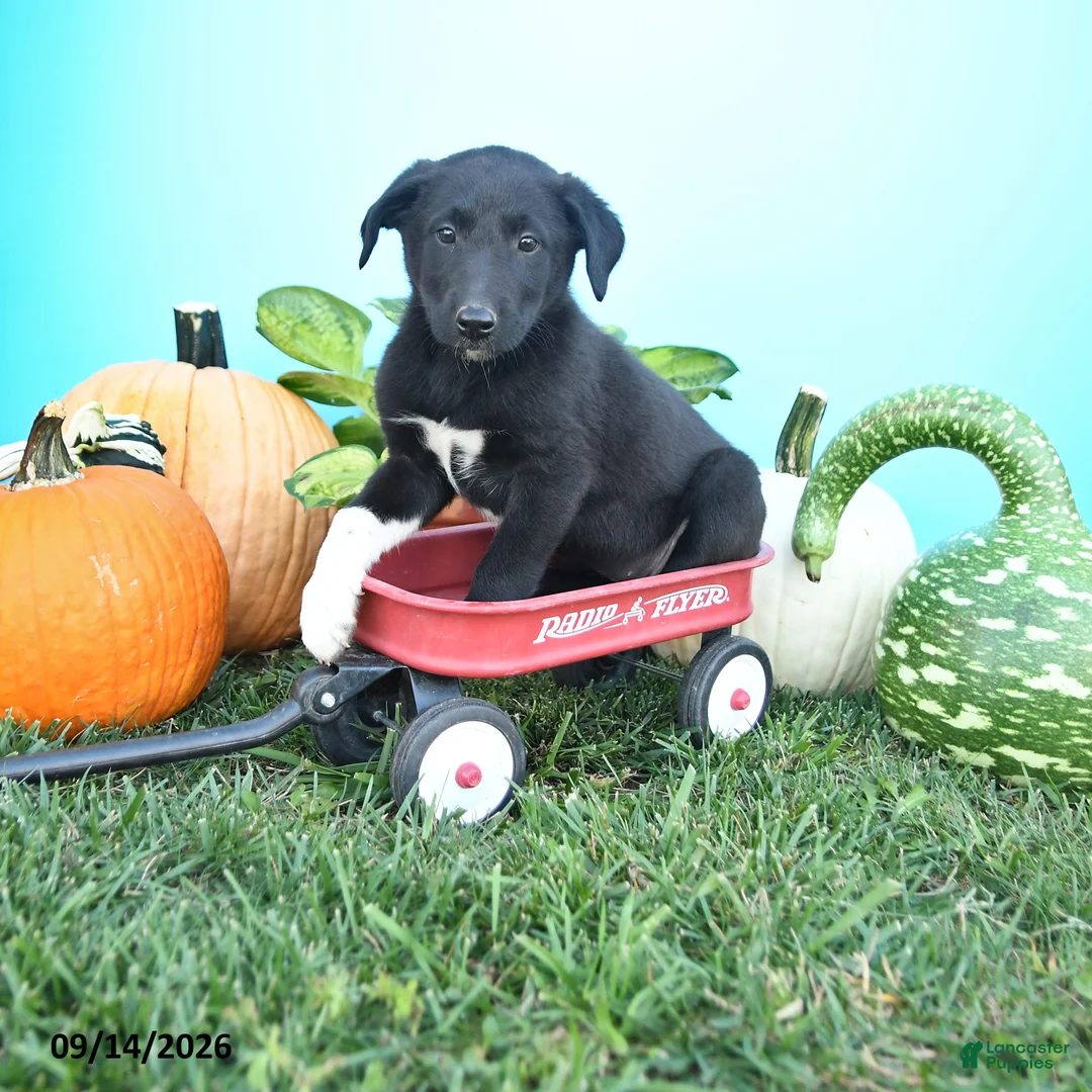 Mixed Breed dogs for sale: Rena - Ad 1