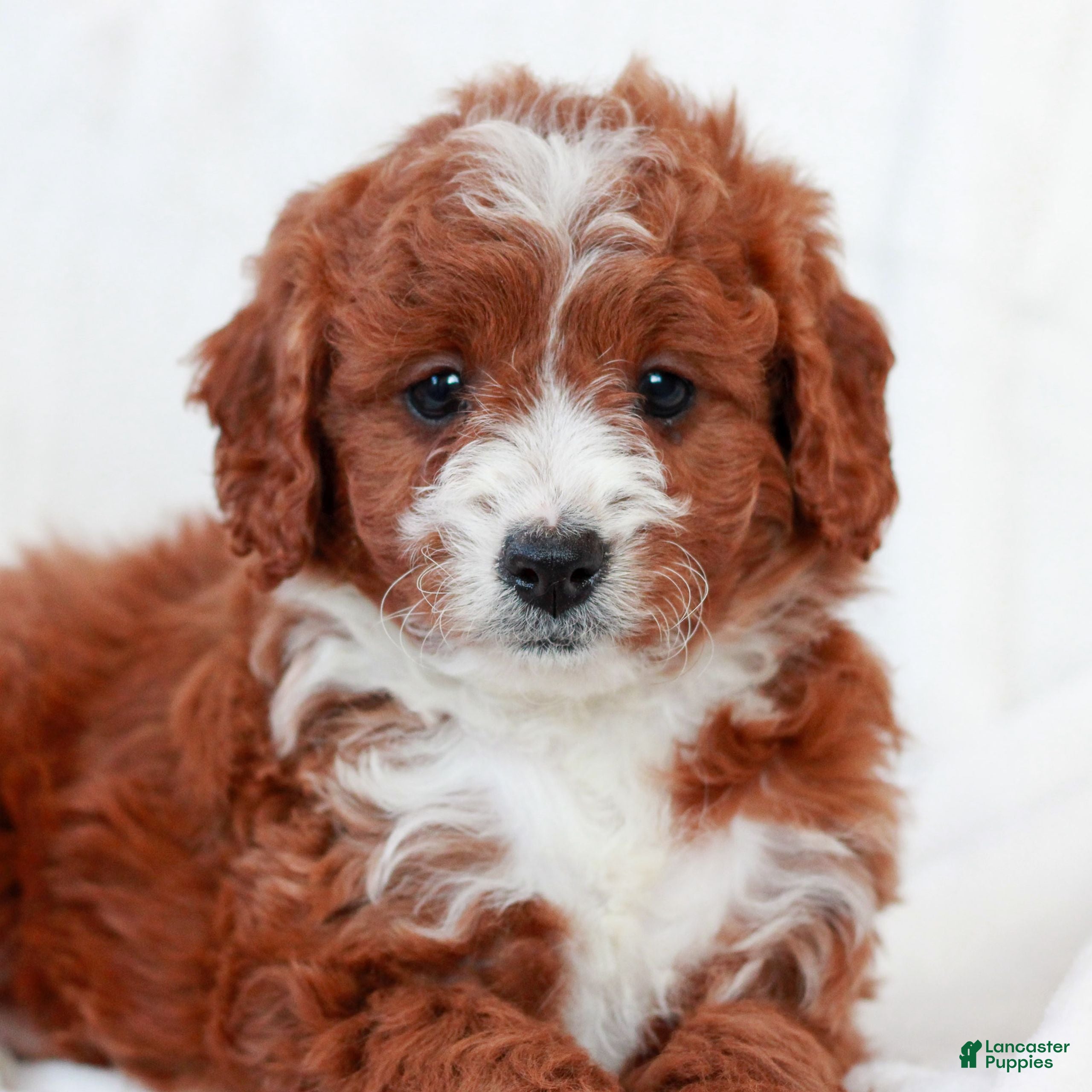 Cavapoo dogs Lucy  - Ad 13