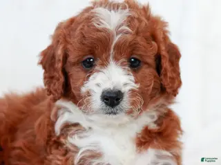 Cavapoo dogs Lucy - Ad 13