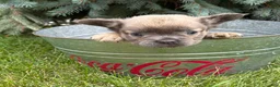 French Bulldog dogs for sale: Daisy Fluffy - Ad 4