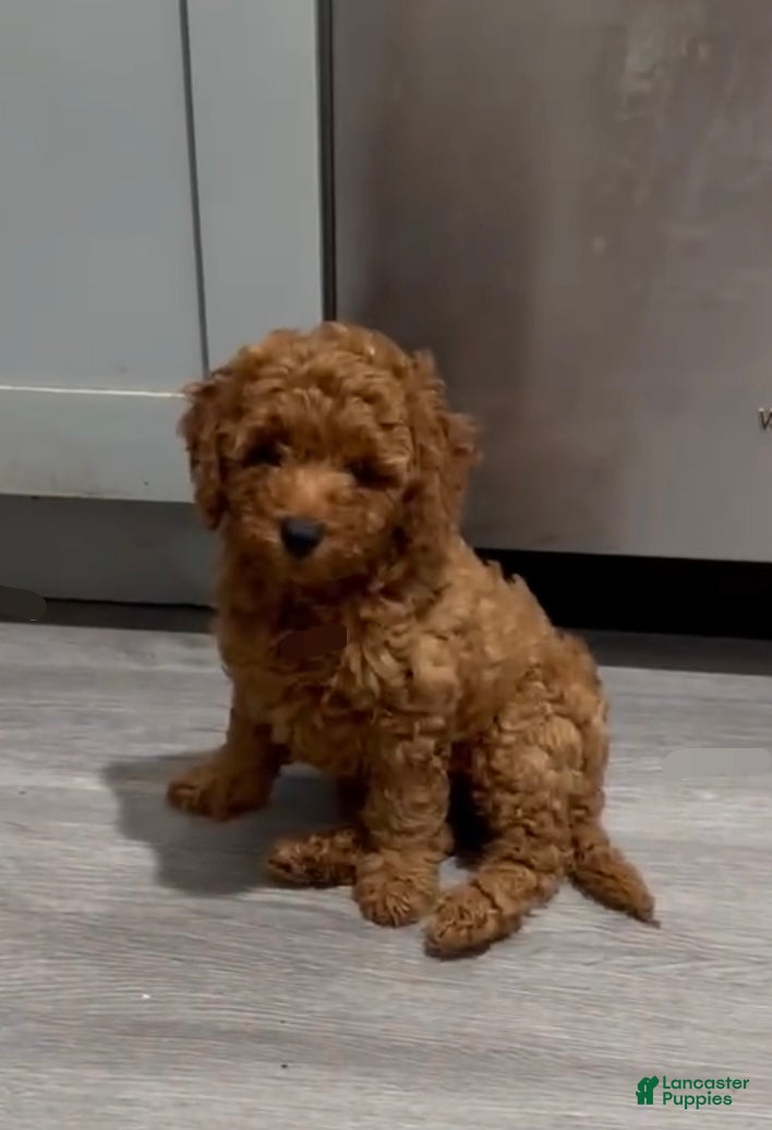 Mini Goldendoodle dogs Mini Goldendoodle nina  - Ad 18