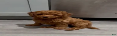 Mini Goldendoodle nina 