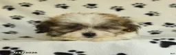 Shorkie dogs for sale: Ivanhoe - Ad 4