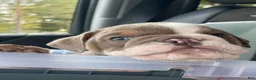 English Bulldog dogs for sale: SQUISHY PAWS - Ad 4