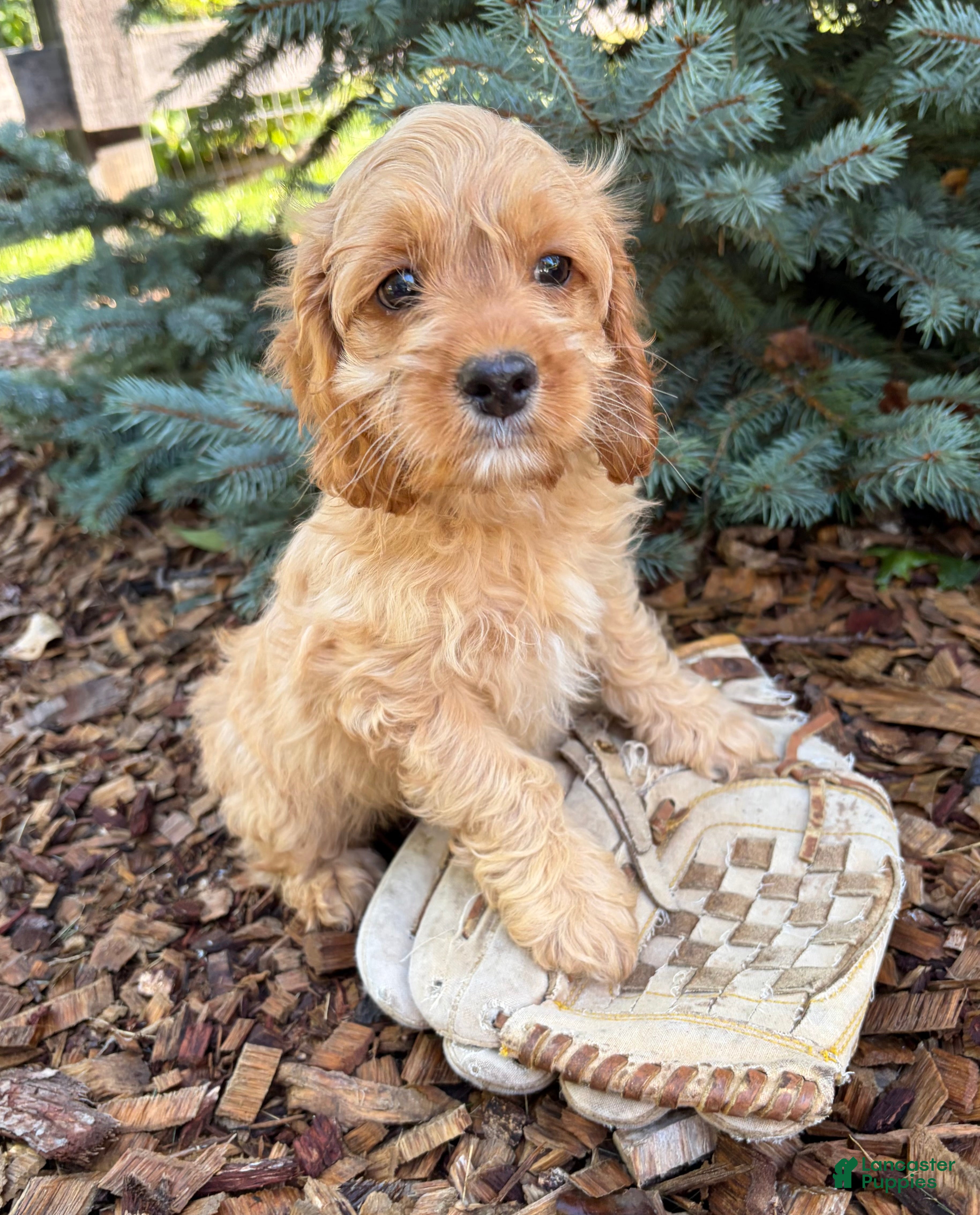 Cockapoo dogs Brielle - Ad 1