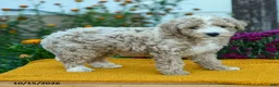 Miniature Labradoodle dogs for sale: Milo - Ad 3