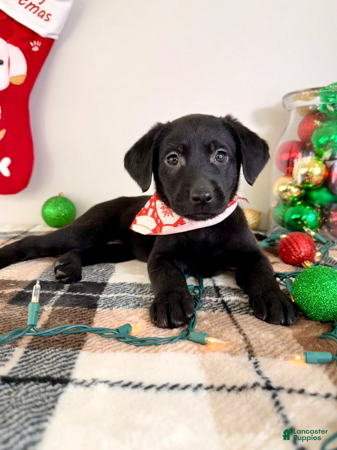 Labrador Retriever dogs for sale: Lady  - Ad 5