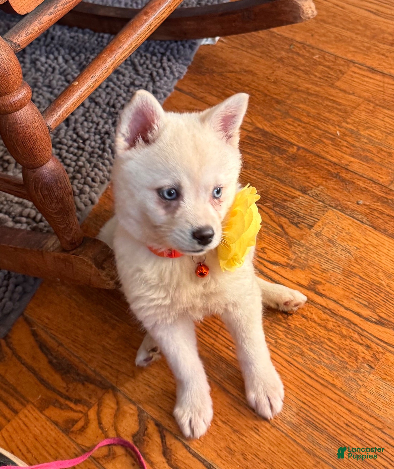 Alaskan Klee Kai dogs Kassy/emotion support  - Ad 1