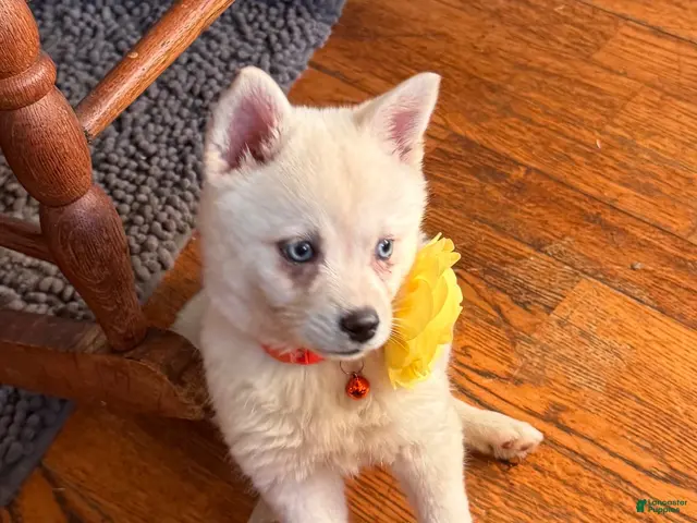 Alaskan Klee Kai dogs for sale: Kassy/emotion support - Ad 1