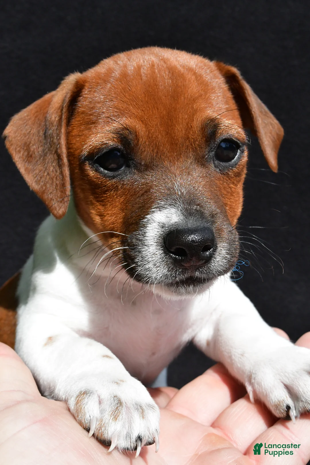 Jack Russell Terrier dogs for sale: Daisy - Ad 2