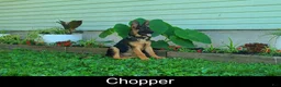 German Shepherd dogs for sale: Chopper - Ad 2
