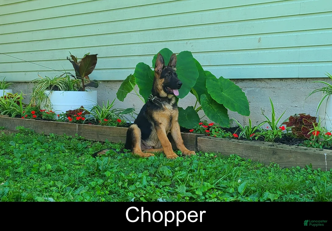 German Shepherd dogs for sale: Chopper - Ad 2