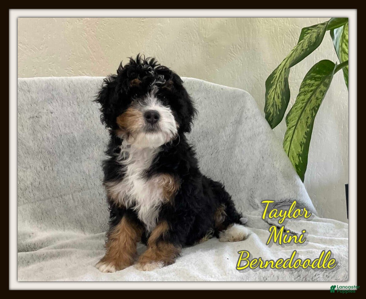 Mini Bernedoodle dogs Taylor - Ad 1