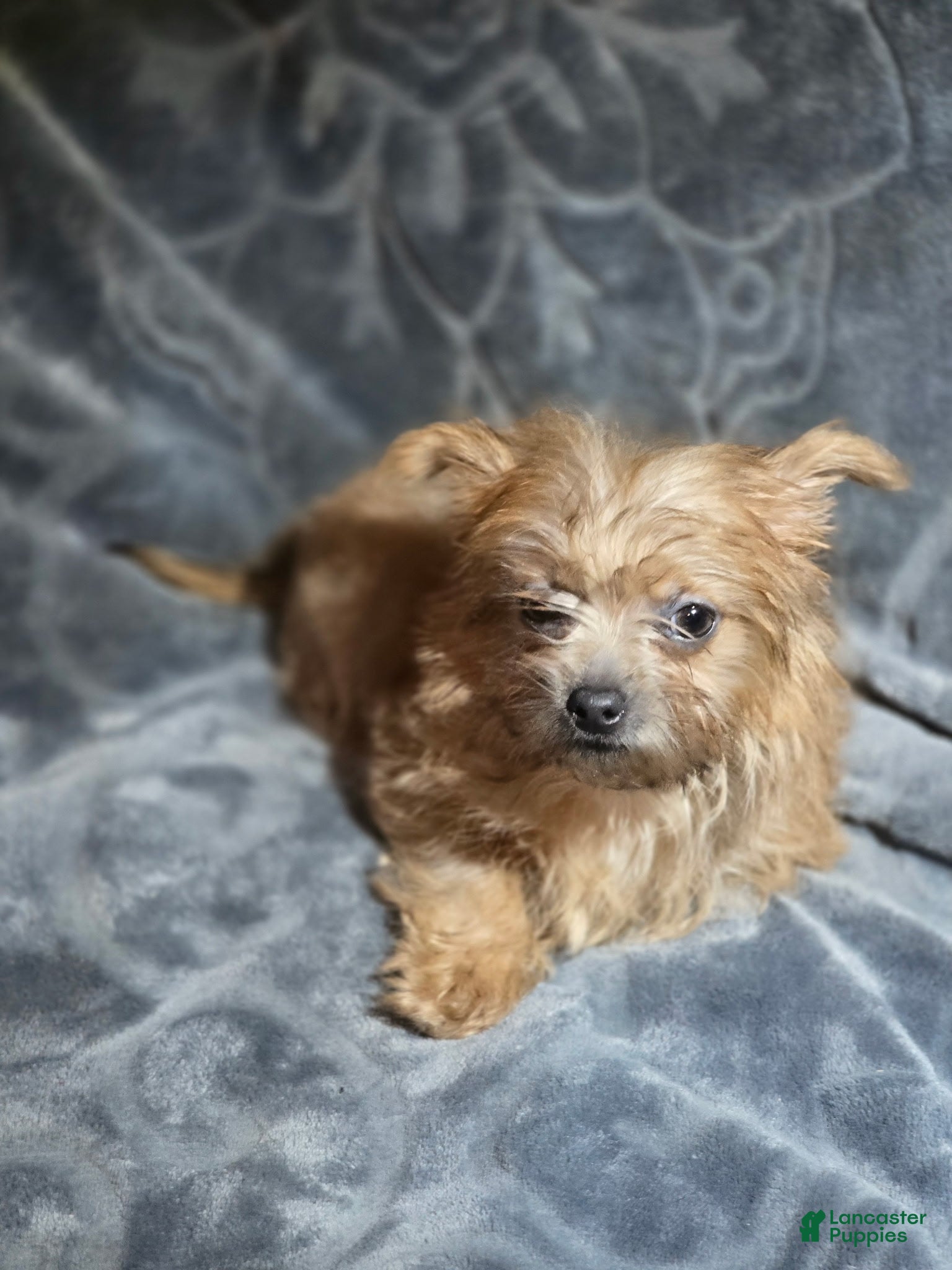 Shorkie dogs TEACUP Roxie - Ad 2