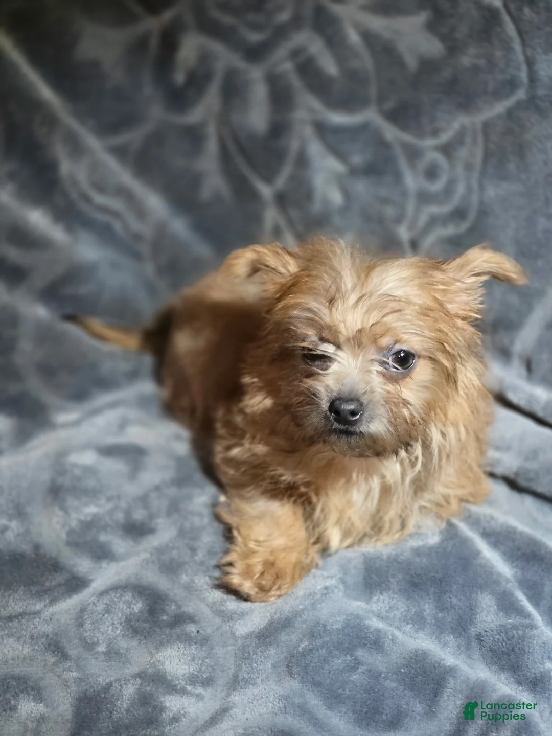 Shorkie dogs for sale: TEACUP Roxie - Ad 2