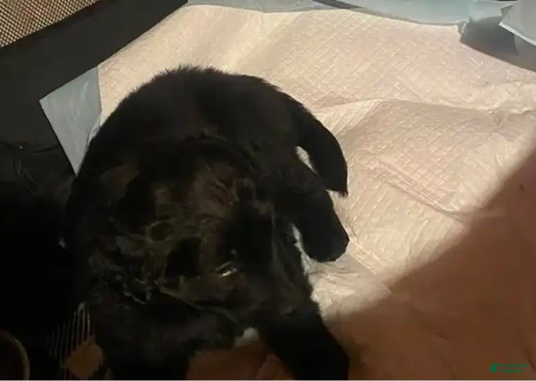 Labrador Retriever dogs for sale: Labrador Retriever Puppy 1 - Ad 1