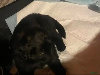 Labrador Retriever dogs Labrador Retriever Puppy 1 - Ad 7