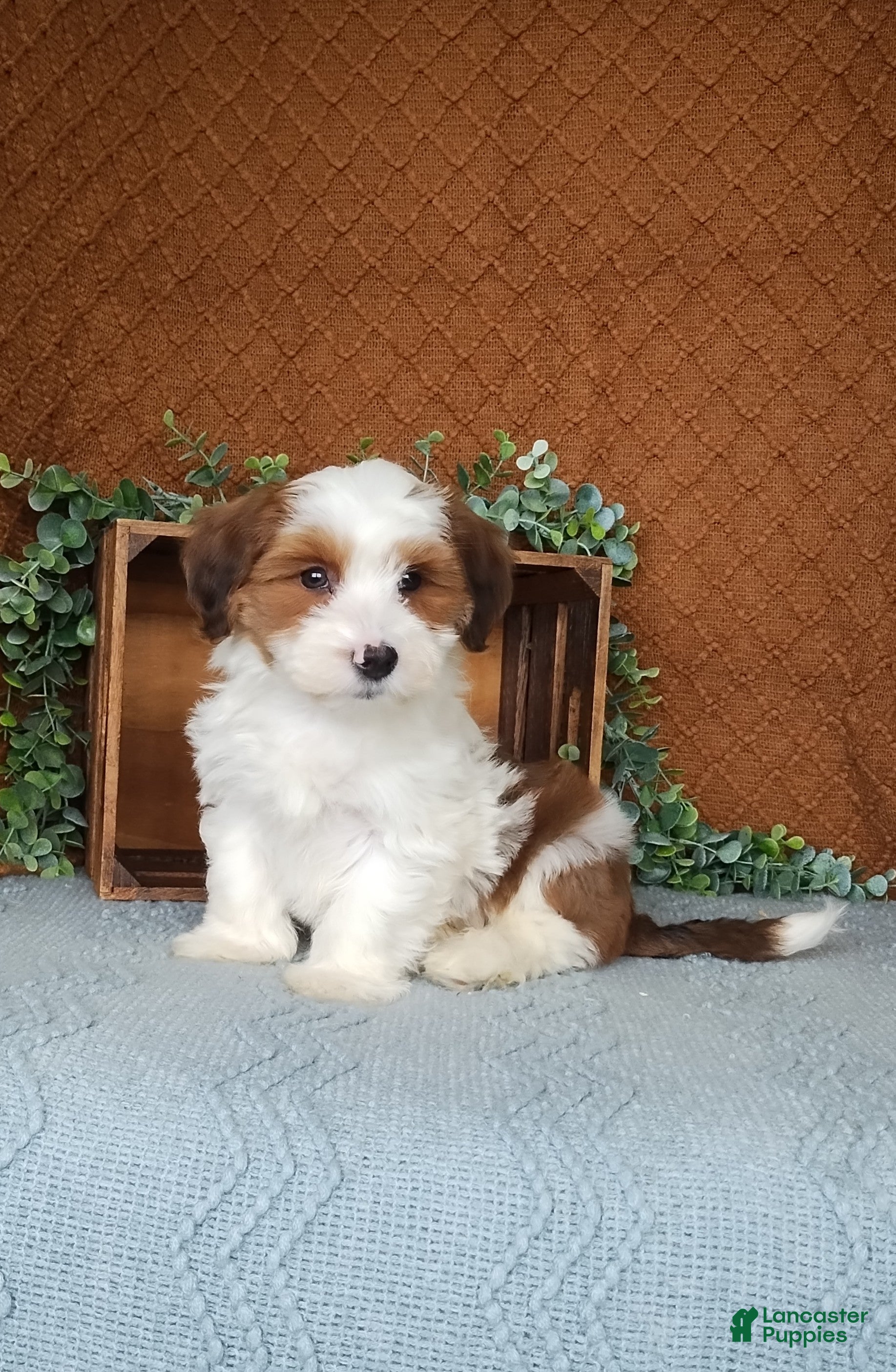 Havanese dogs Muffin  - Ad 8