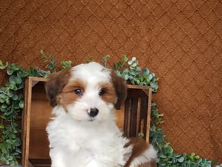 Havanese dogs Muffin - Ad 21