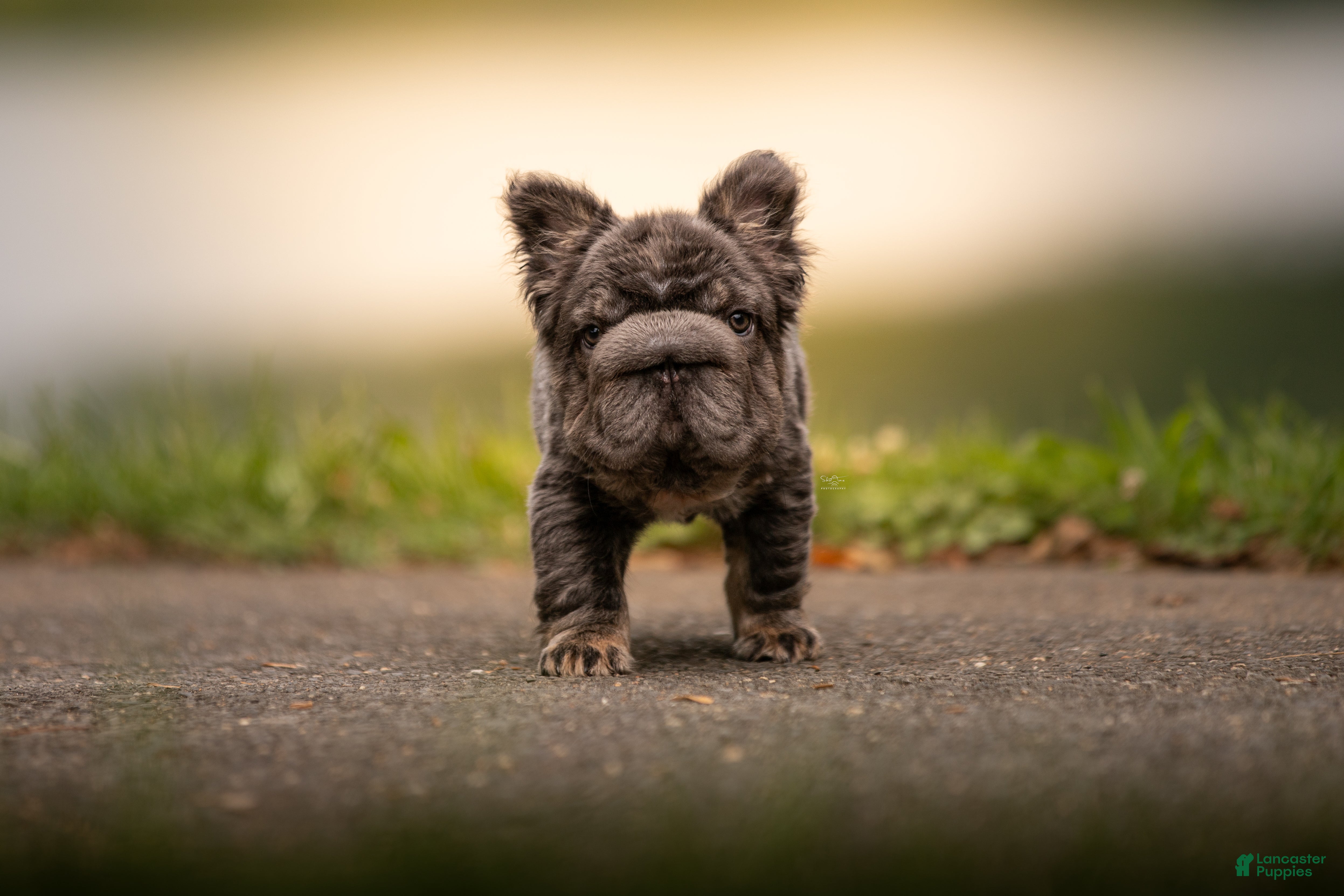 French Bulldog dogs Short Rib - Ad 38