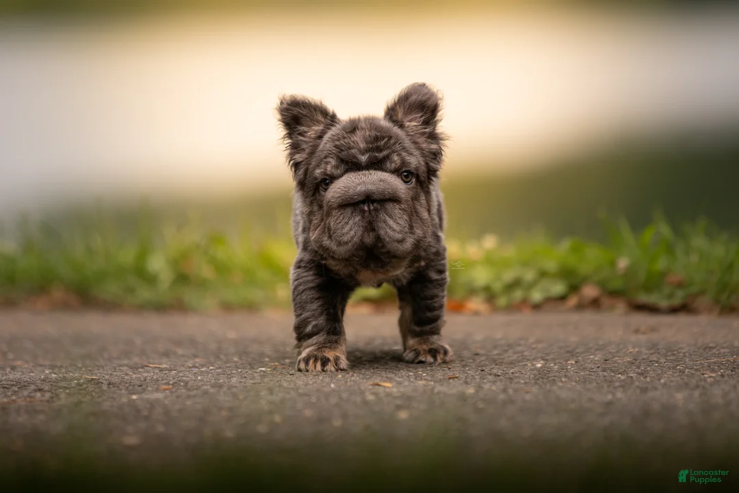 French Bulldog dogs for sale: Short Rib - Ad 1