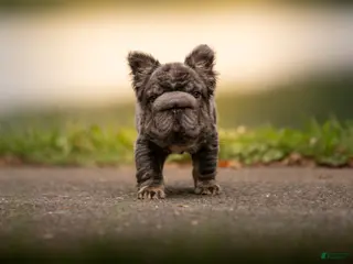 French Bulldog dogs Short Rib - Ad 41
