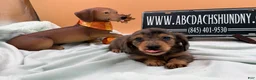 Miniature Dachshund dogs for sale: AKC Russian lh - Ad 2