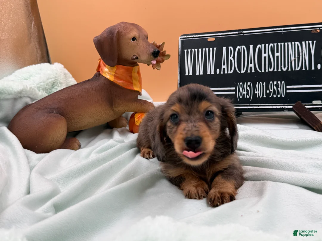 Miniature Dachshund dogs for sale: AKC Russian lh - Ad 2