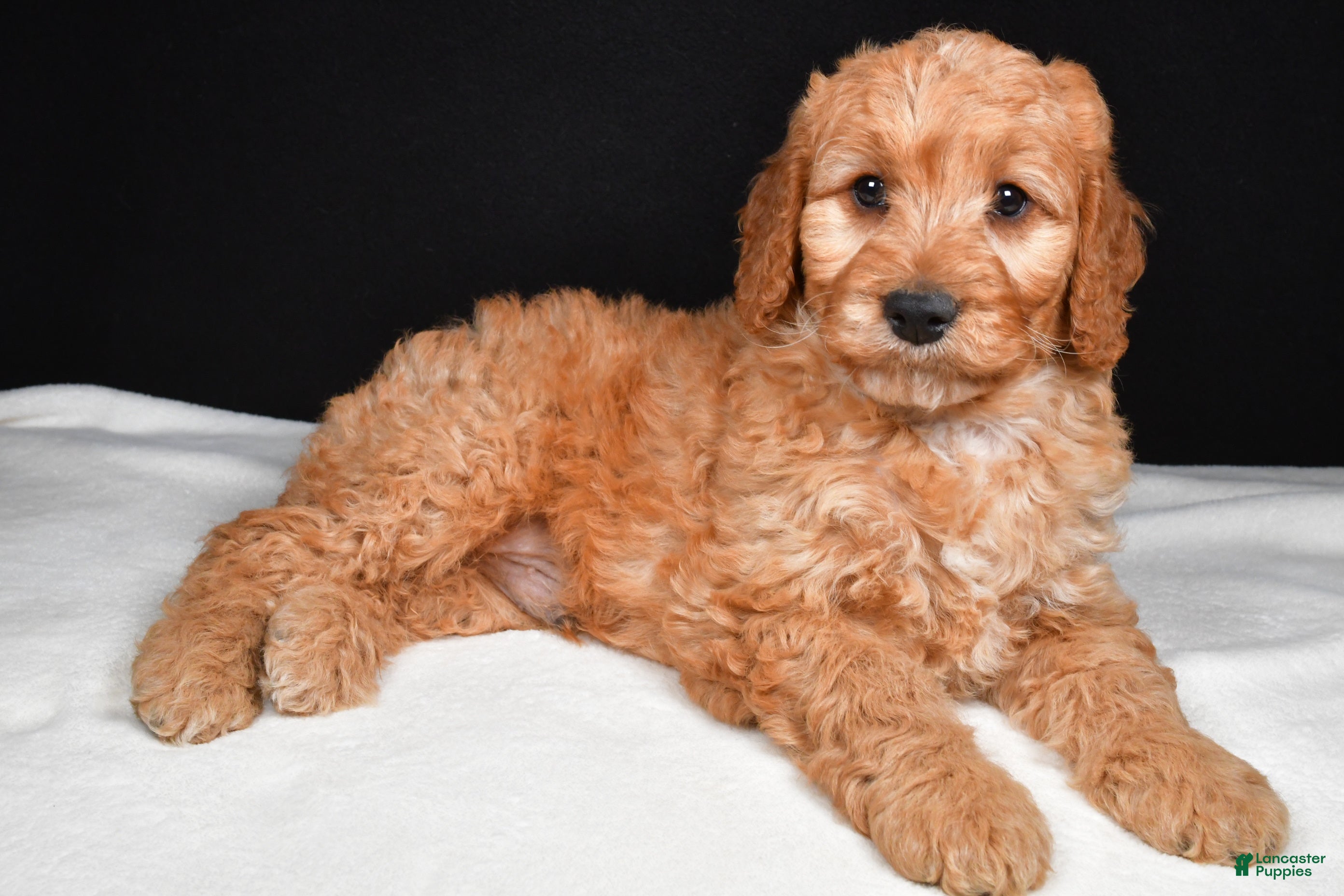 Goldendoodle dogs Gibson - Ad 1