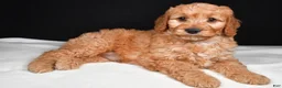 Goldendoodle dogs for sale: Gibson - Ad 1