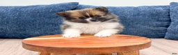 Pomeranian dogs for sale: Mason - Ad 2