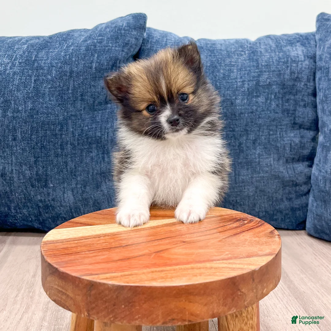 Pomeranian dogs for sale: Mason - Ad 2