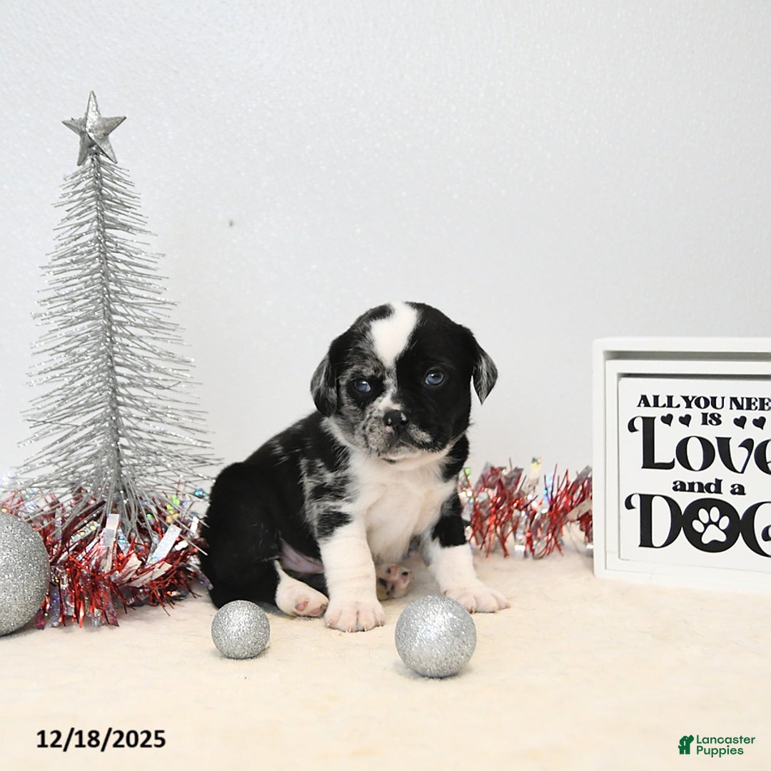 Puggle dogs for sale: Ginny - Ad 5