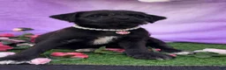 Pug dogs for sale: Pug poodle NO SHIPPING  - Ad 2
