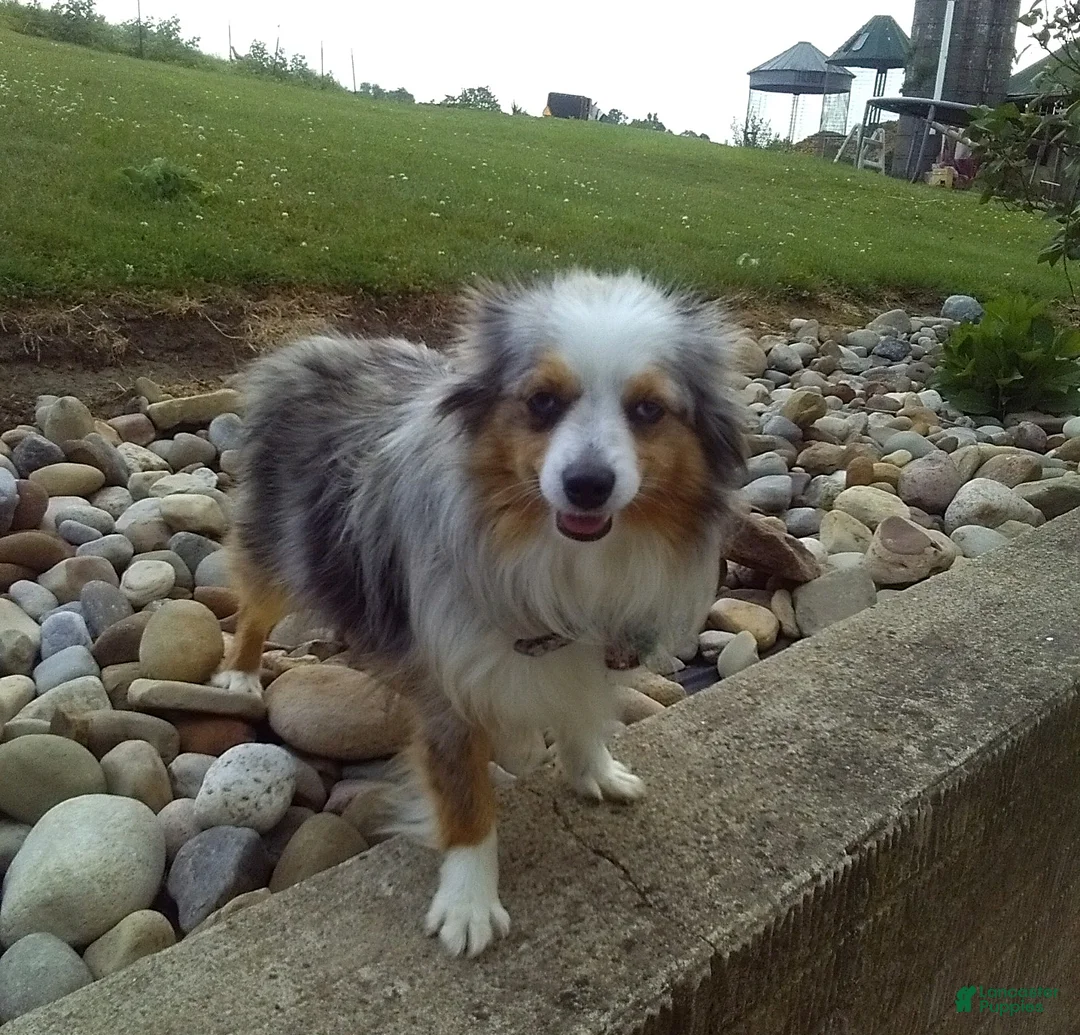 Miniature Australian Shepherd dogs for sale: Addie - Ad 4