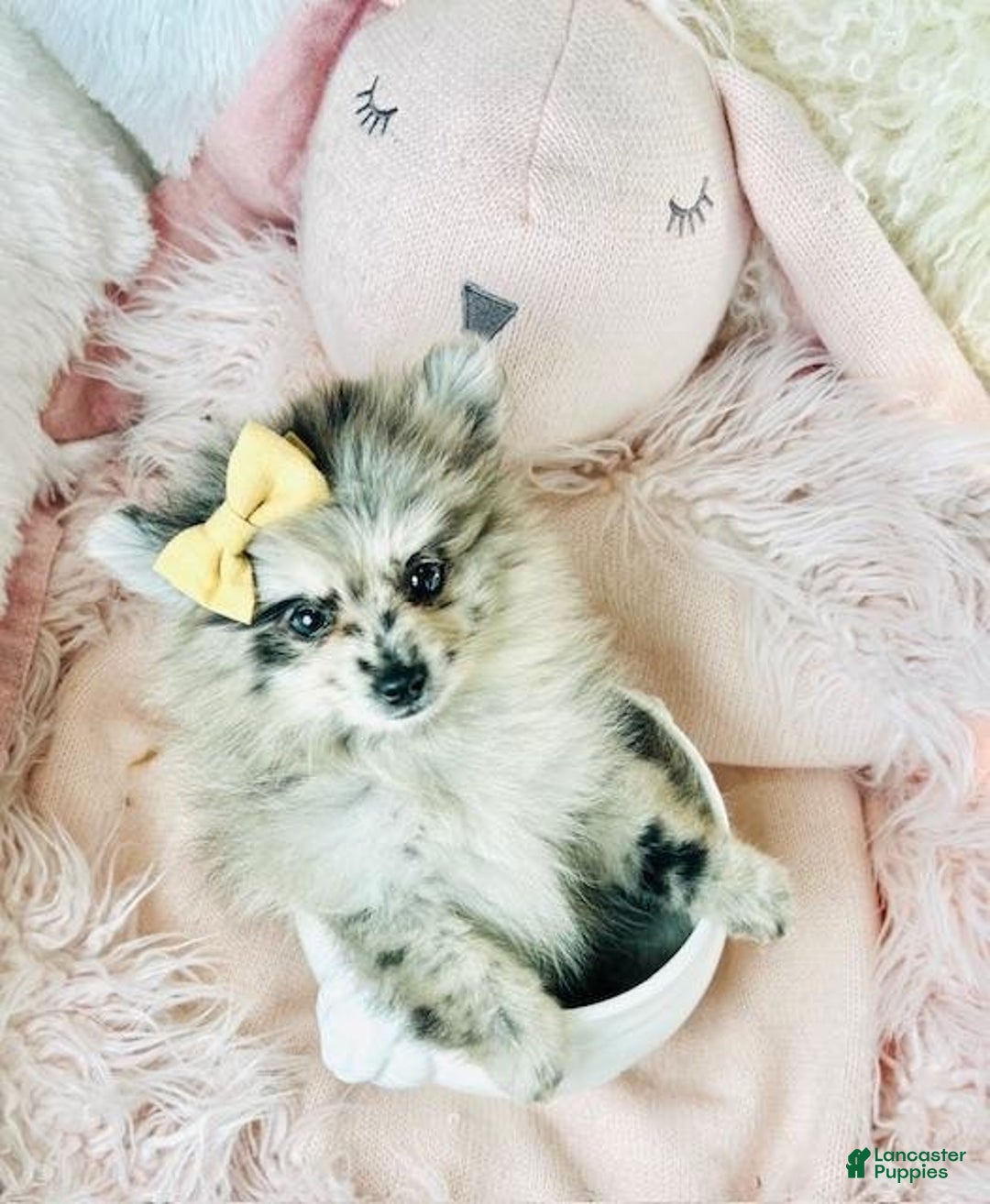 Pomeranian dogs for sale: Priscilla - Ad 4