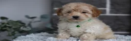 Maltipoo dogs for sale: Reese - Ad 7
