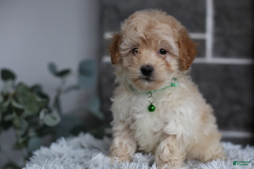 Maltipoo dogs for sale: Reese - Ad 7