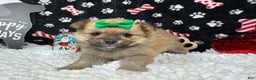 Pomeranian dogs for sale: Pomeranian Puppy 3 - Ad 3