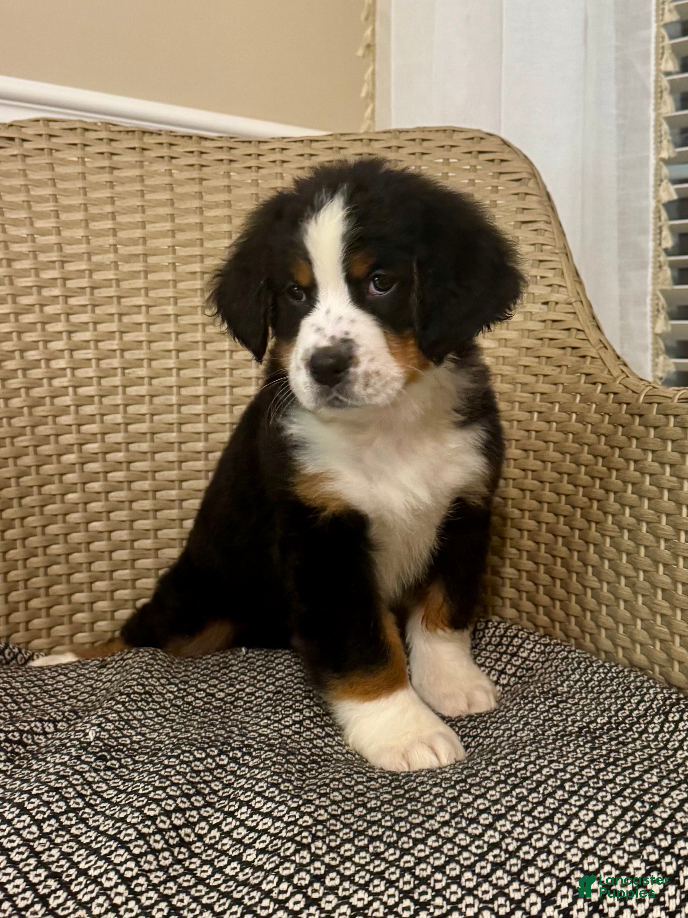 Bernese Mountain Dog dogs Duchess - Ad 7