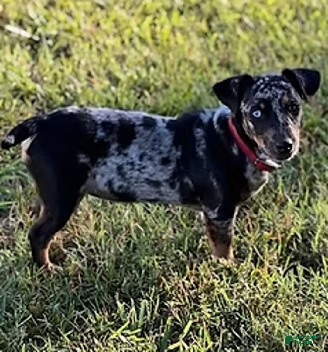 Jack Russell Terrier dogs for sale: Scar Face - Ad 4