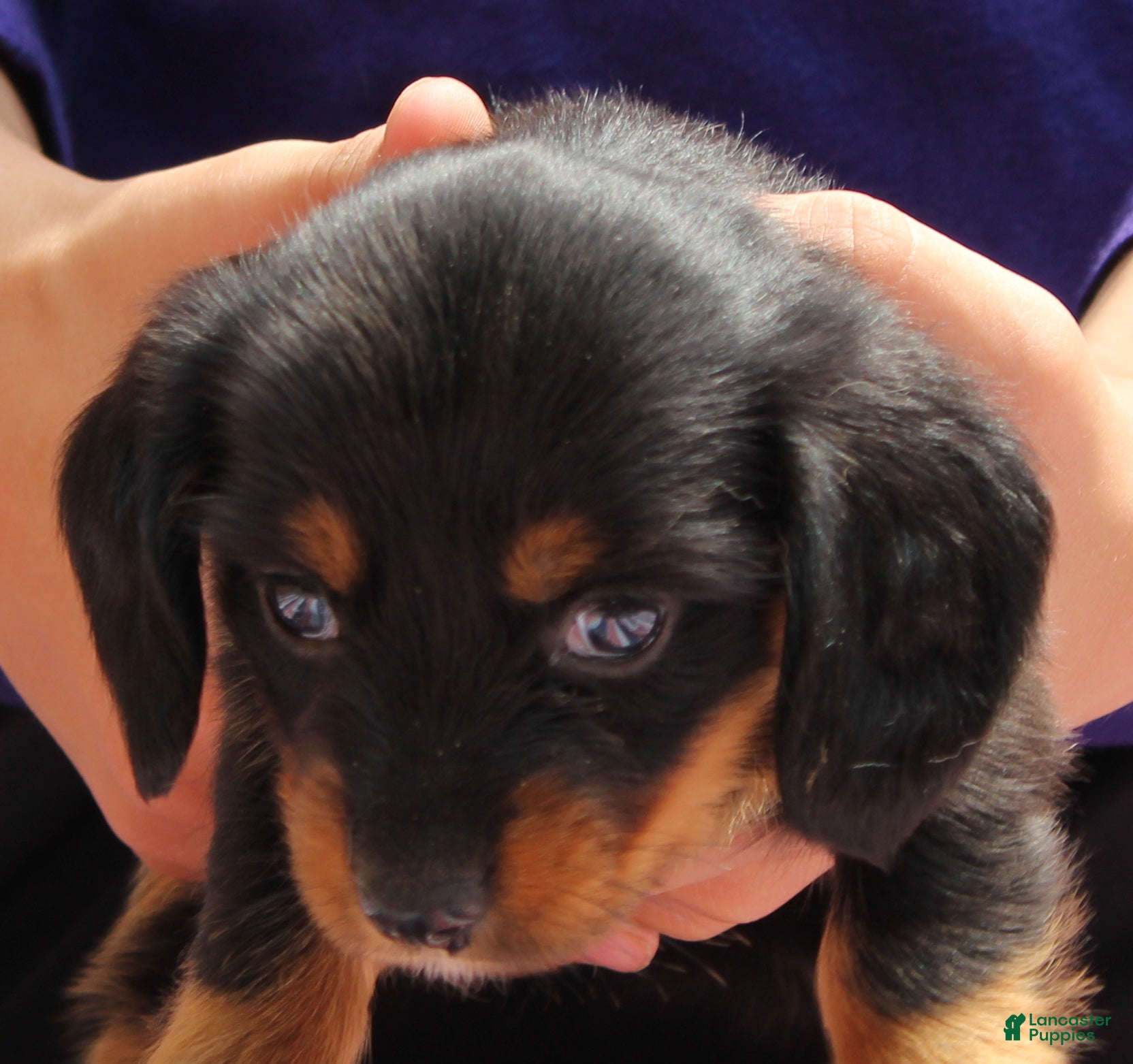 Miniature Dachshund dogs Marcy - Ad 2