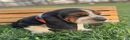 Basset Hound dogs for sale: Oliver - Ad 14
