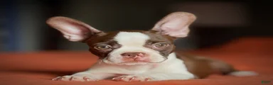 Buster