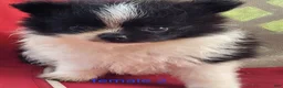 Pomeranian dogs for sale: Betsy - Ad 12