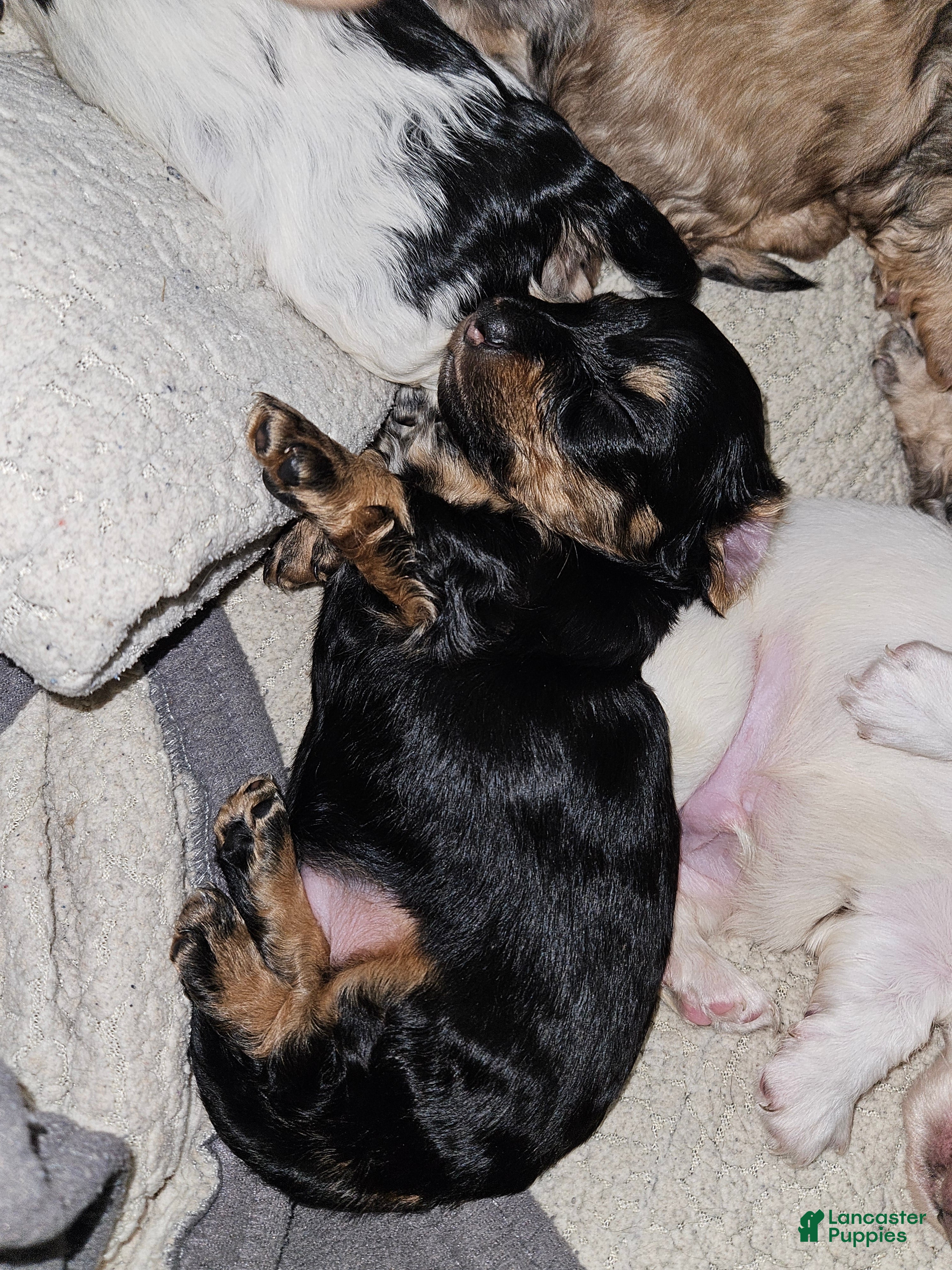 Miniature Dachshund dogs Miniature Dachshund Puppy 2 - Ad 2