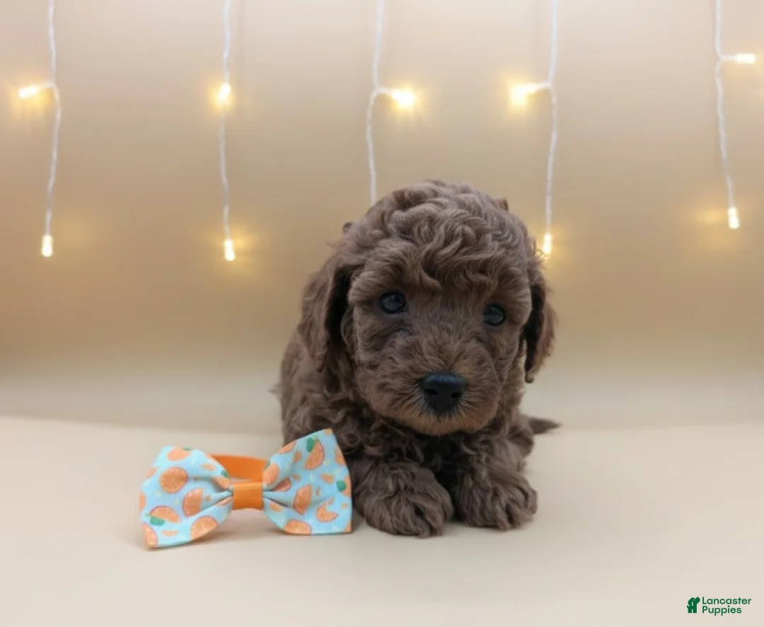 Toy Poodle dogs for sale: Maple 🍁 - Ad 19