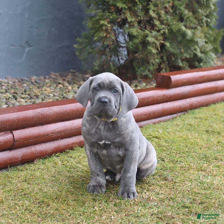 Cane Corso dogs Gunner - Ad 2