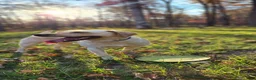 Labrador Retriever dogs for sale: Revere - Ad 9