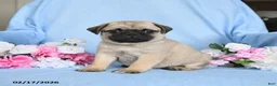 Pug dogs for sale: Biscuit - Ad 2
